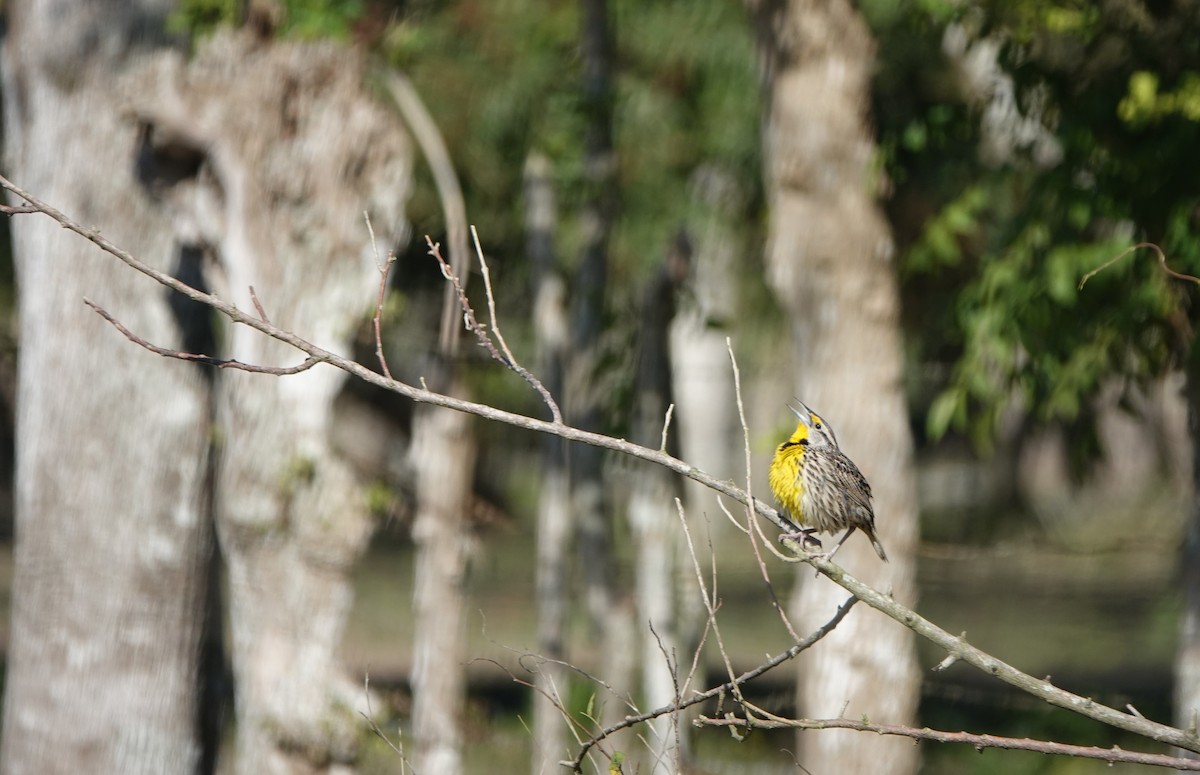 Eastern Meadowlark (Cuban) - ML615552185