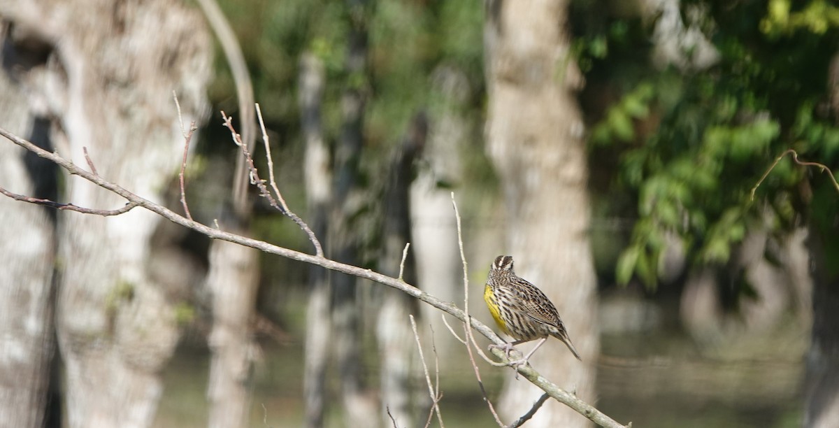 Eastern Meadowlark (Cuban) - ML615552213