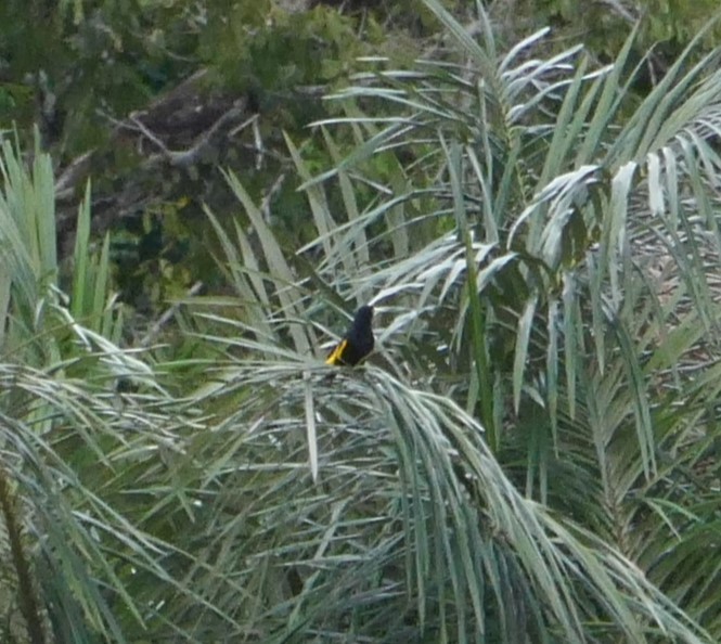 Yellow-rumped Cacique - ML615552223