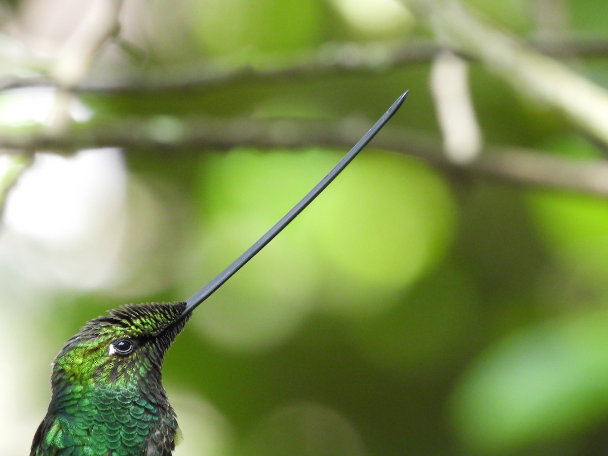 Sword-billed Hummingbird - ML615552238