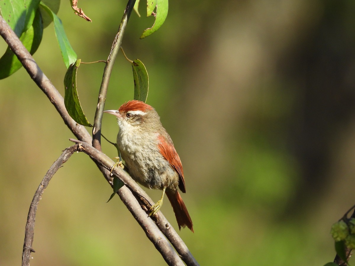 Line-cheeked Spinetail - ML615552304