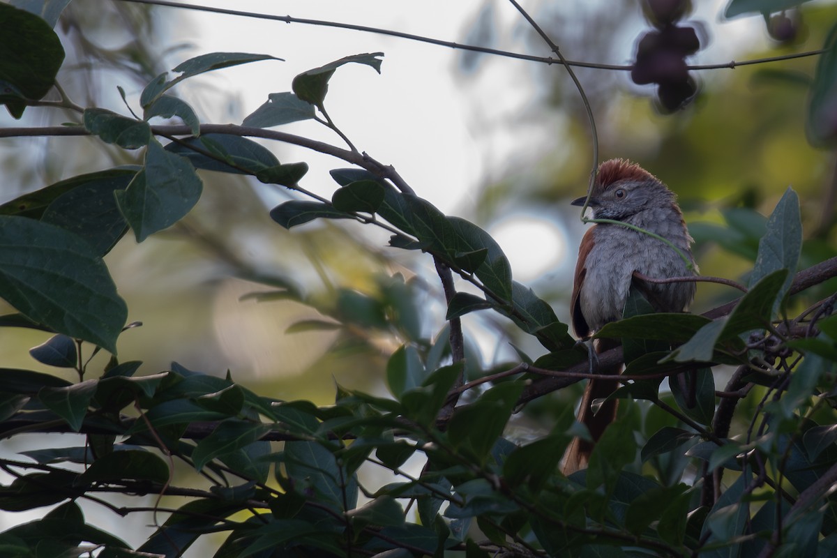 Sooty-fronted Spinetail - ML615552351