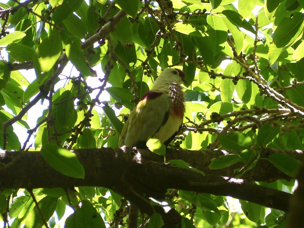 Many-colored Fruit-Dove - ML615552467