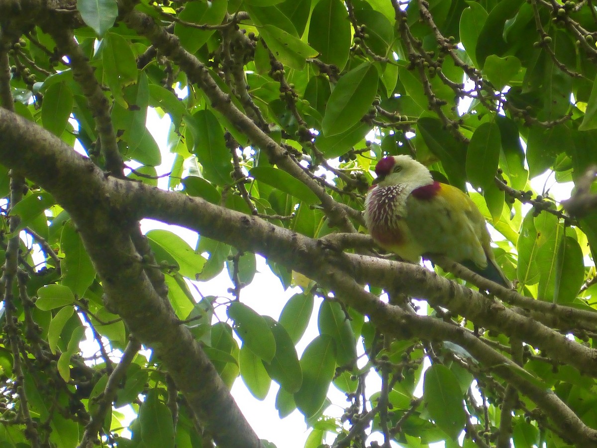 Many-colored Fruit-Dove - ML615552468