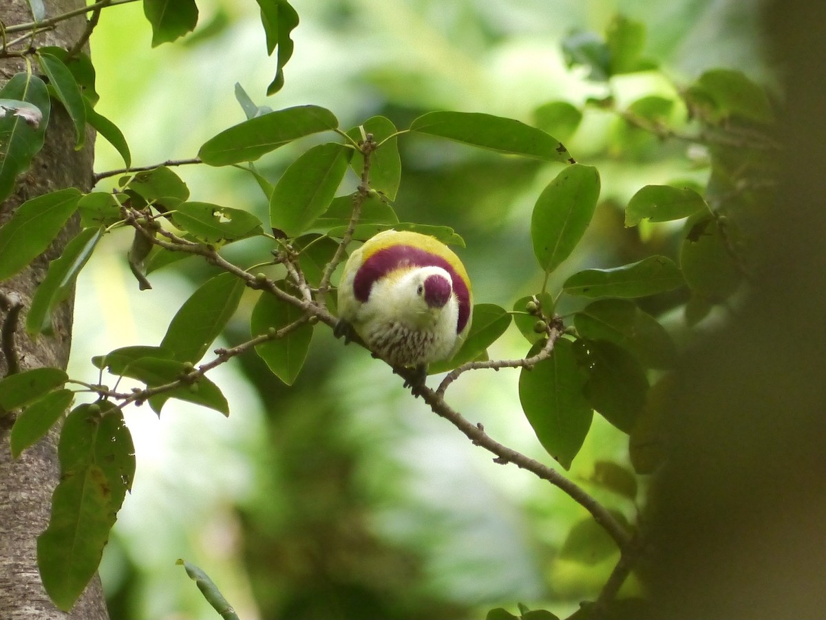 Many-colored Fruit-Dove - ML615552471