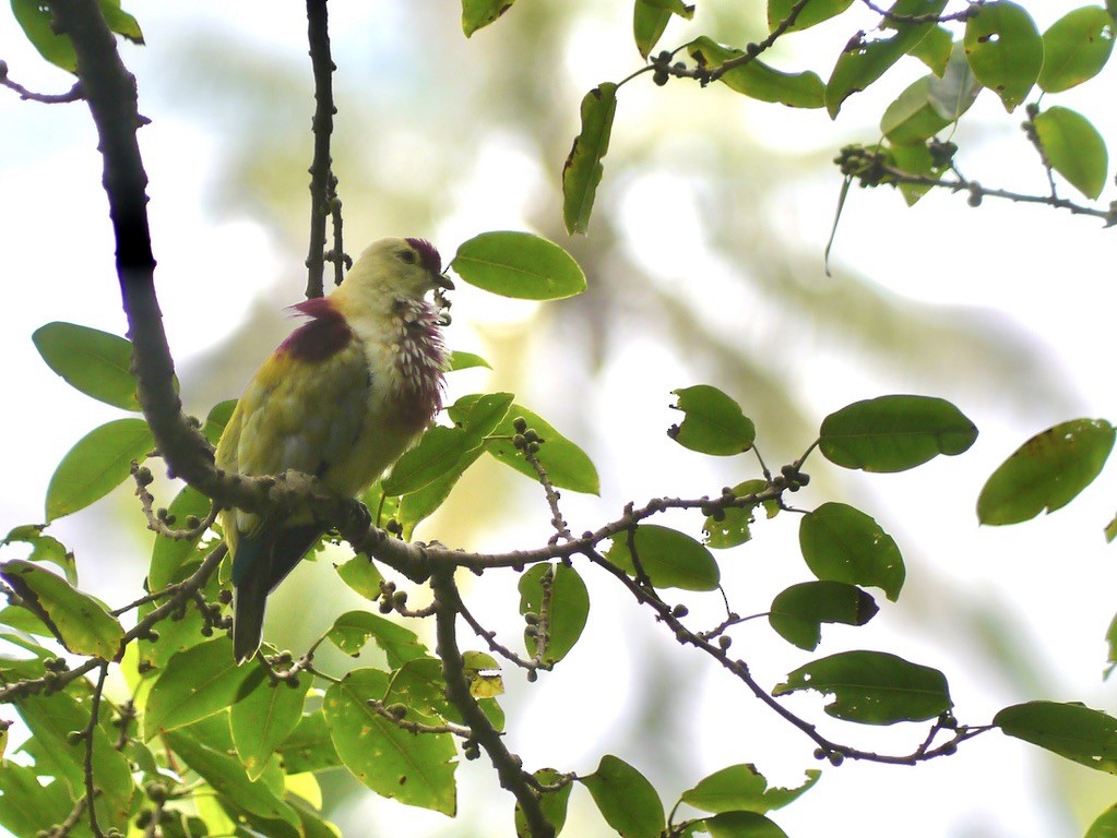 Many-colored Fruit-Dove - ML615552478