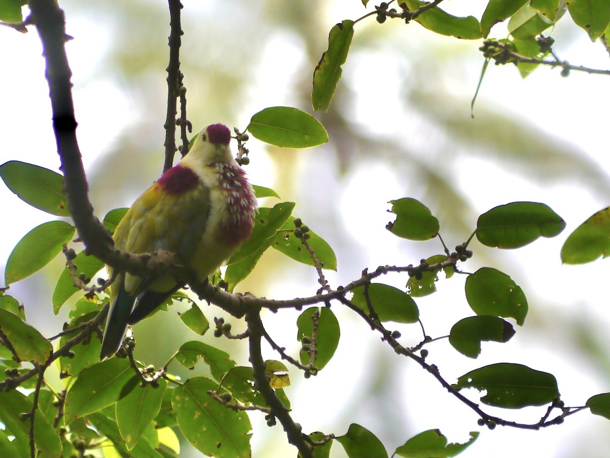 Many-colored Fruit-Dove - ML615552479