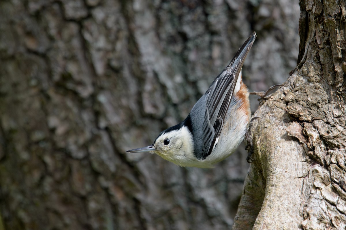 White-breasted Nuthatch - ML615552632