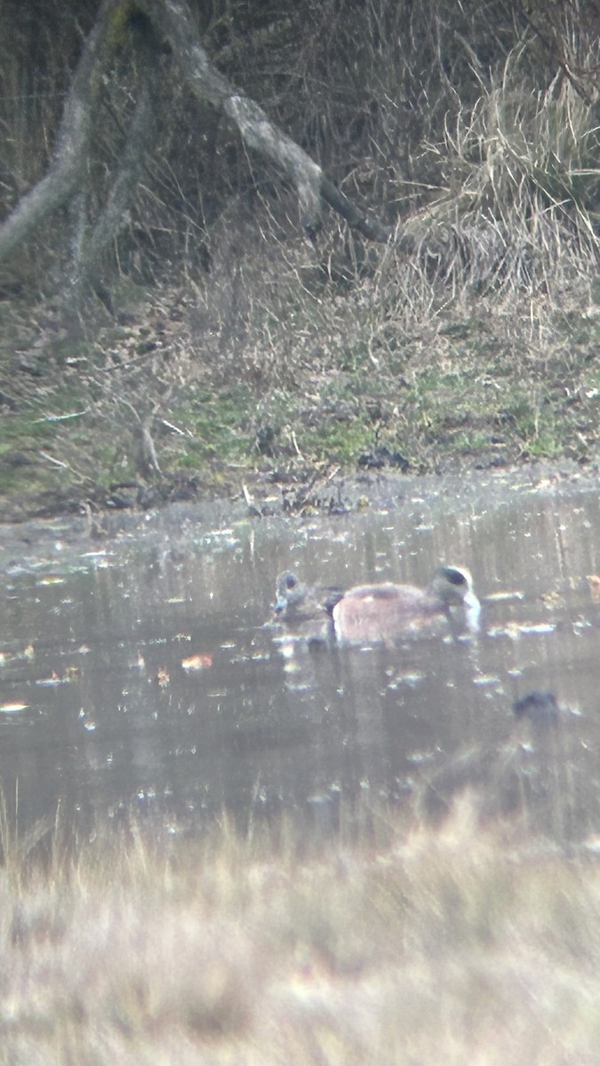 eBird Checklist 2 Mar 2024 Aurora Ferry Road, Petersburg, Kentucky