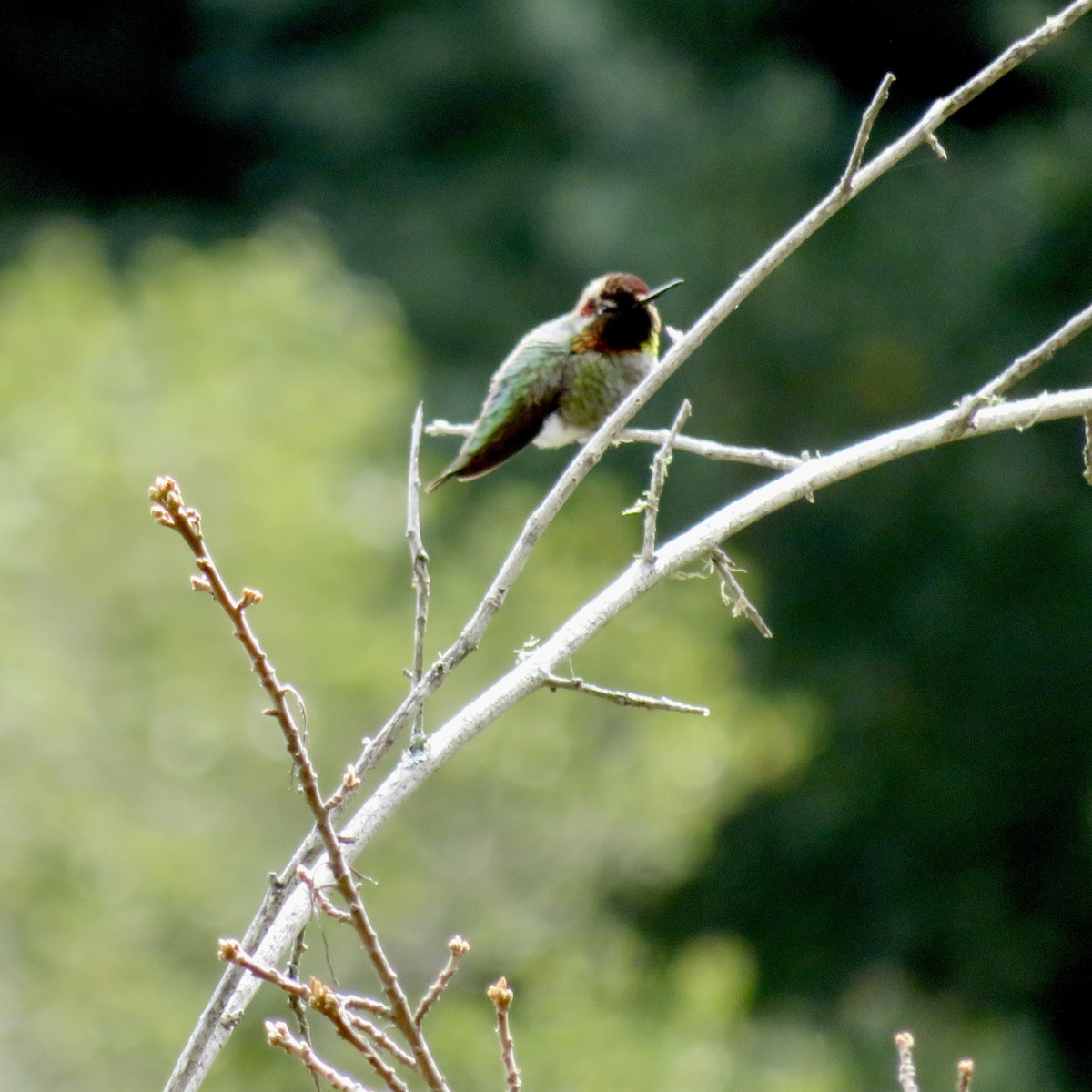 Anna's Hummingbird - ML615552645