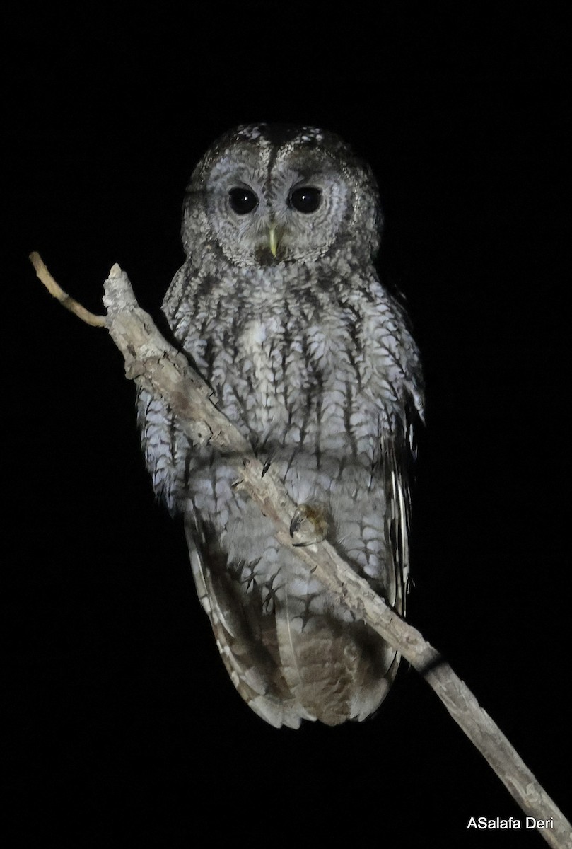 Maghreb Owl - ML615552789