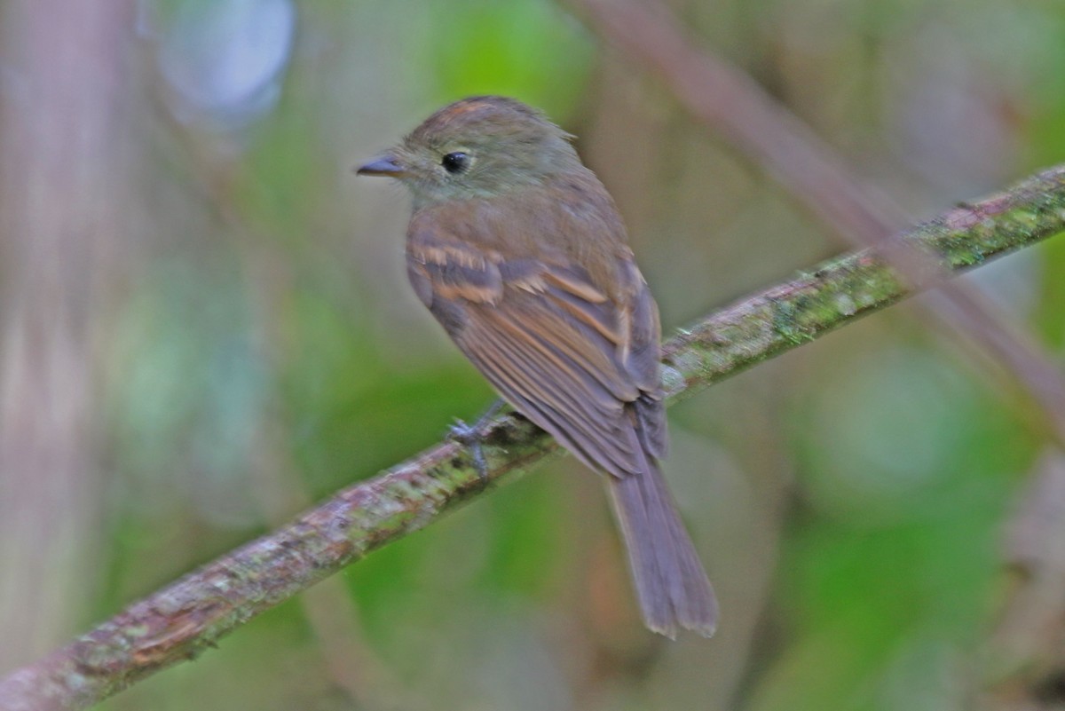 Roraiman Flycatcher - Joan and/or George Sims