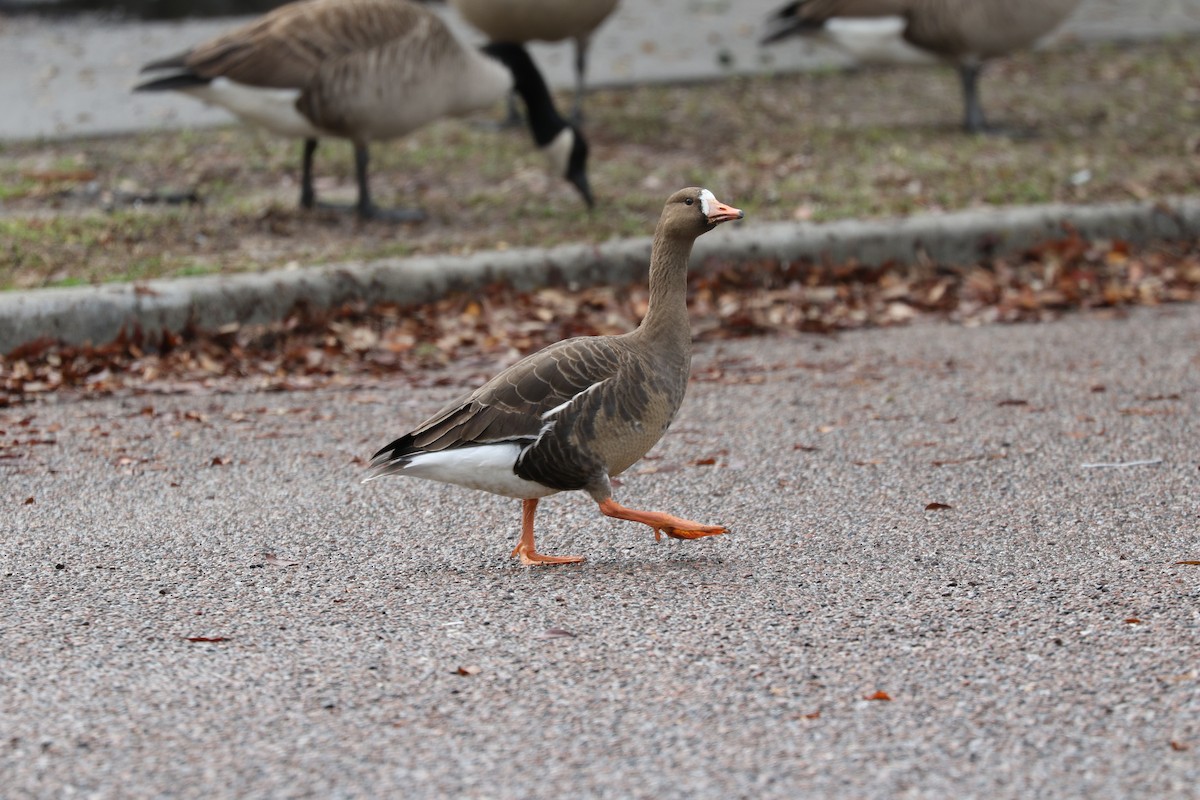 Greater White-fronted Goose - ML615552843