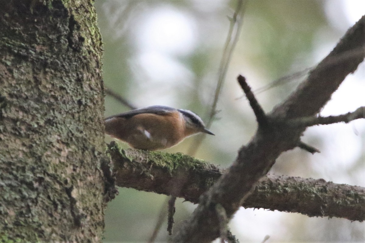 Red-breasted Nuthatch - ML615552932