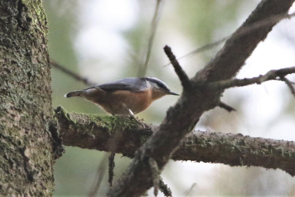 Red-breasted Nuthatch - ML615552933