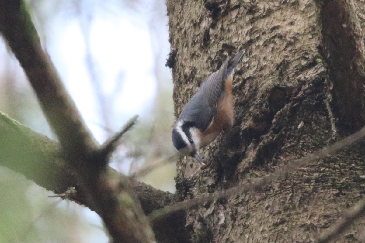 Red-breasted Nuthatch - ML615552935