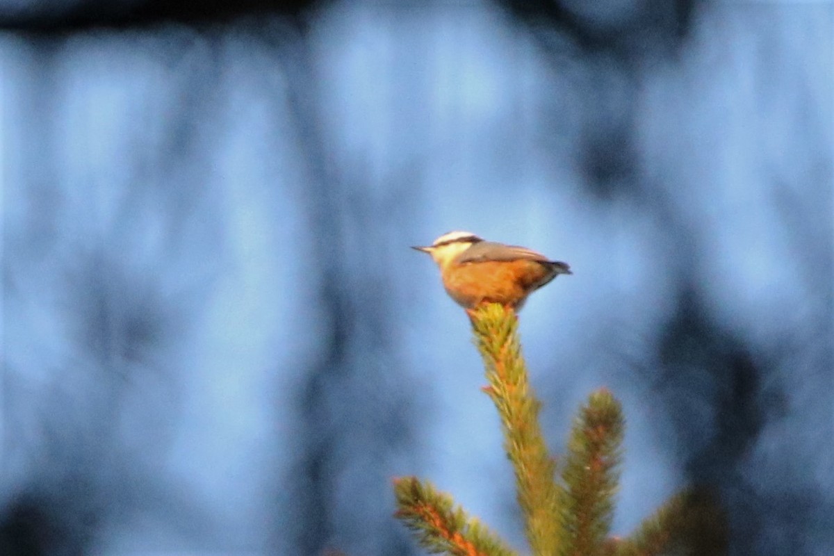 Red-breasted Nuthatch - ML615552936