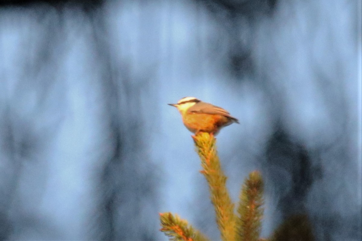 Red-breasted Nuthatch - ML615552937