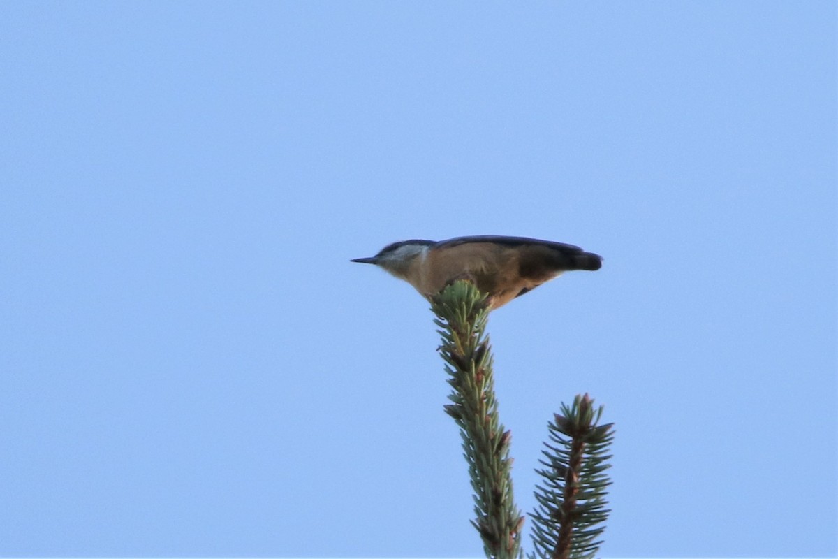 Red-breasted Nuthatch - ML615552939