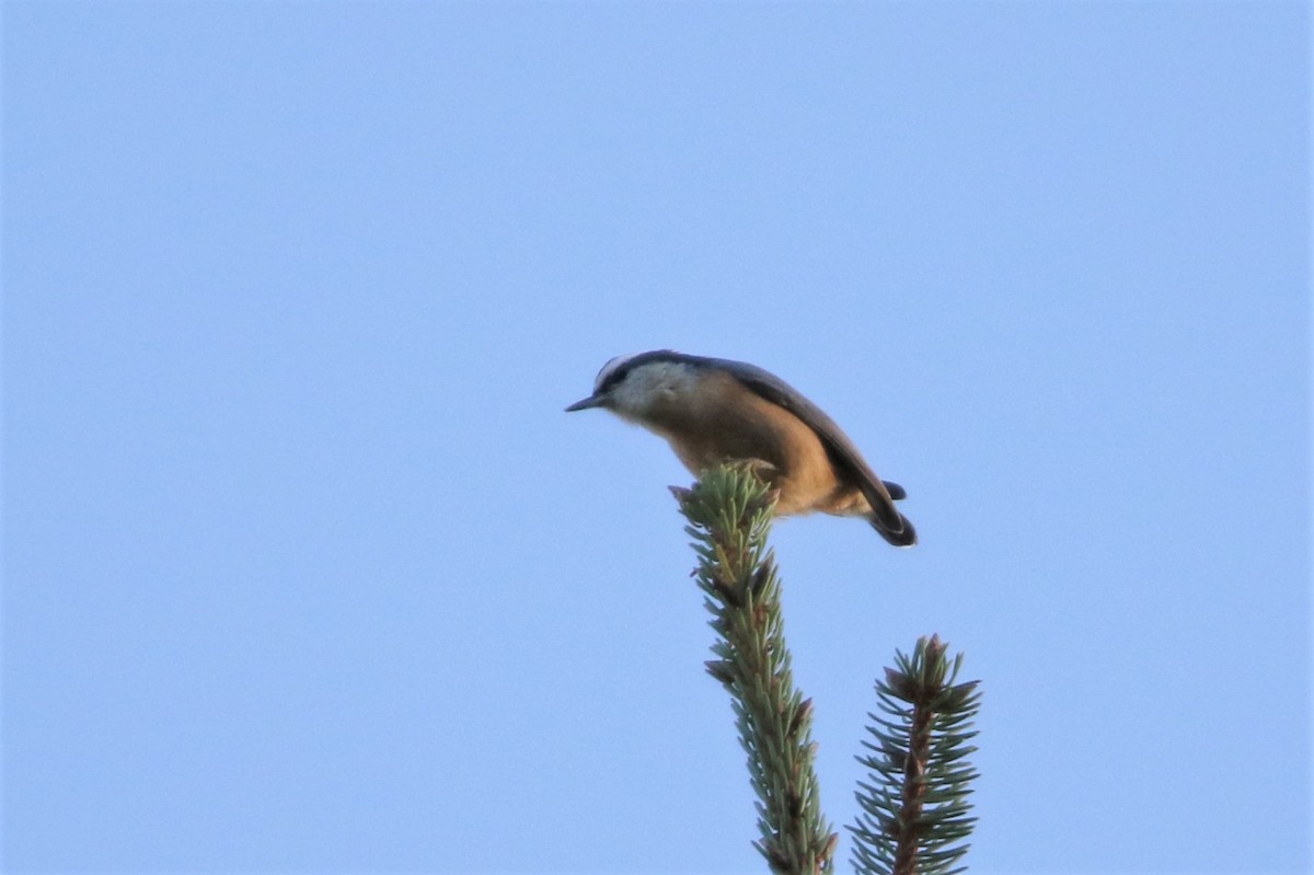 Red-breasted Nuthatch - ML615552940