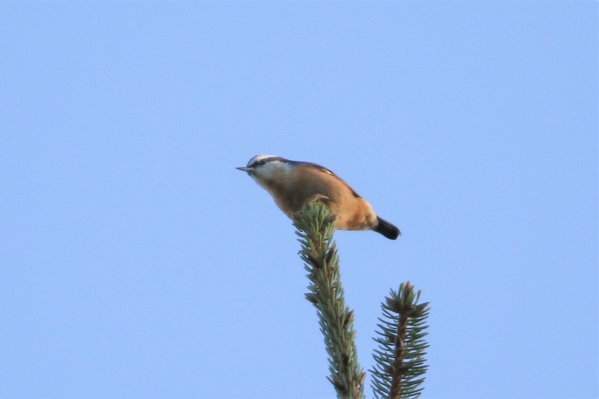 Red-breasted Nuthatch - ML615552943