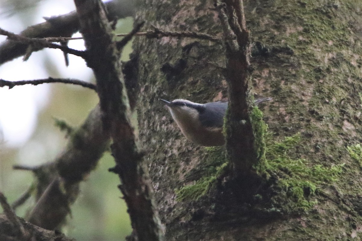 Red-breasted Nuthatch - ML615552945