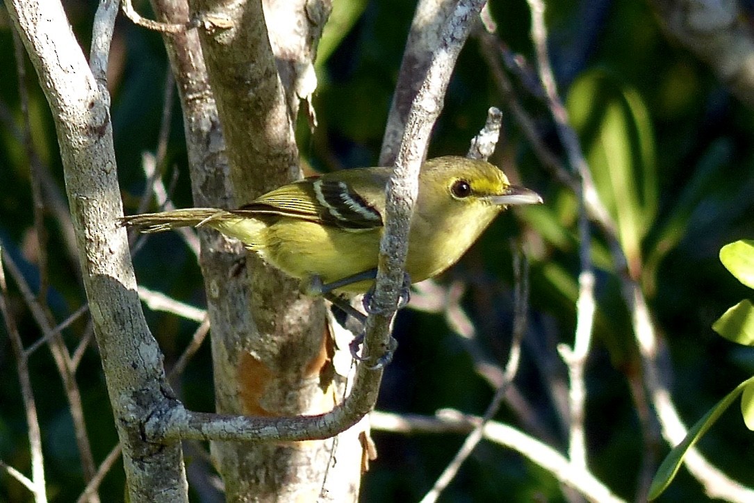 Thick-billed Vireo - ML615553490