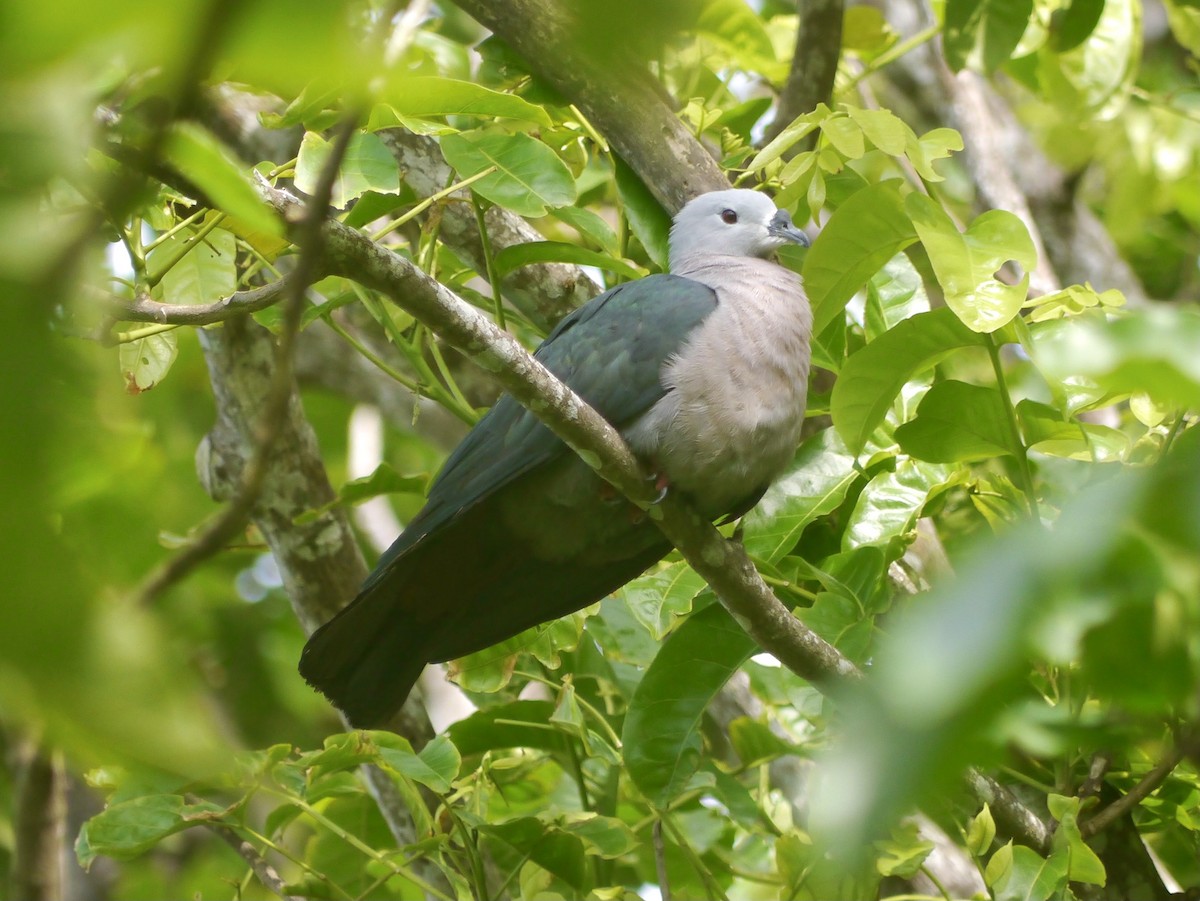 Pacific Imperial-Pigeon - ML615553754