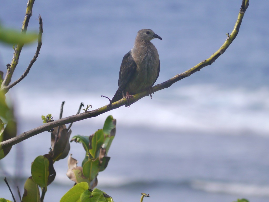 Тихоокеанский плодовый голубь - ML615553804