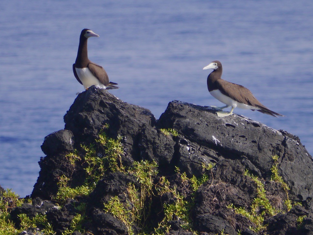Brown Booby - ML615553846