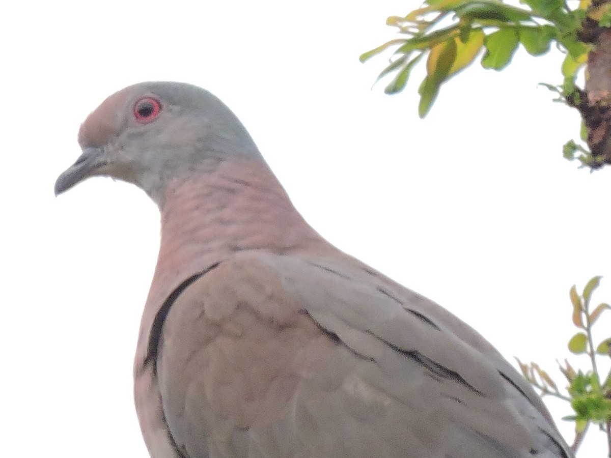 Pigeon rousset - ML615553864