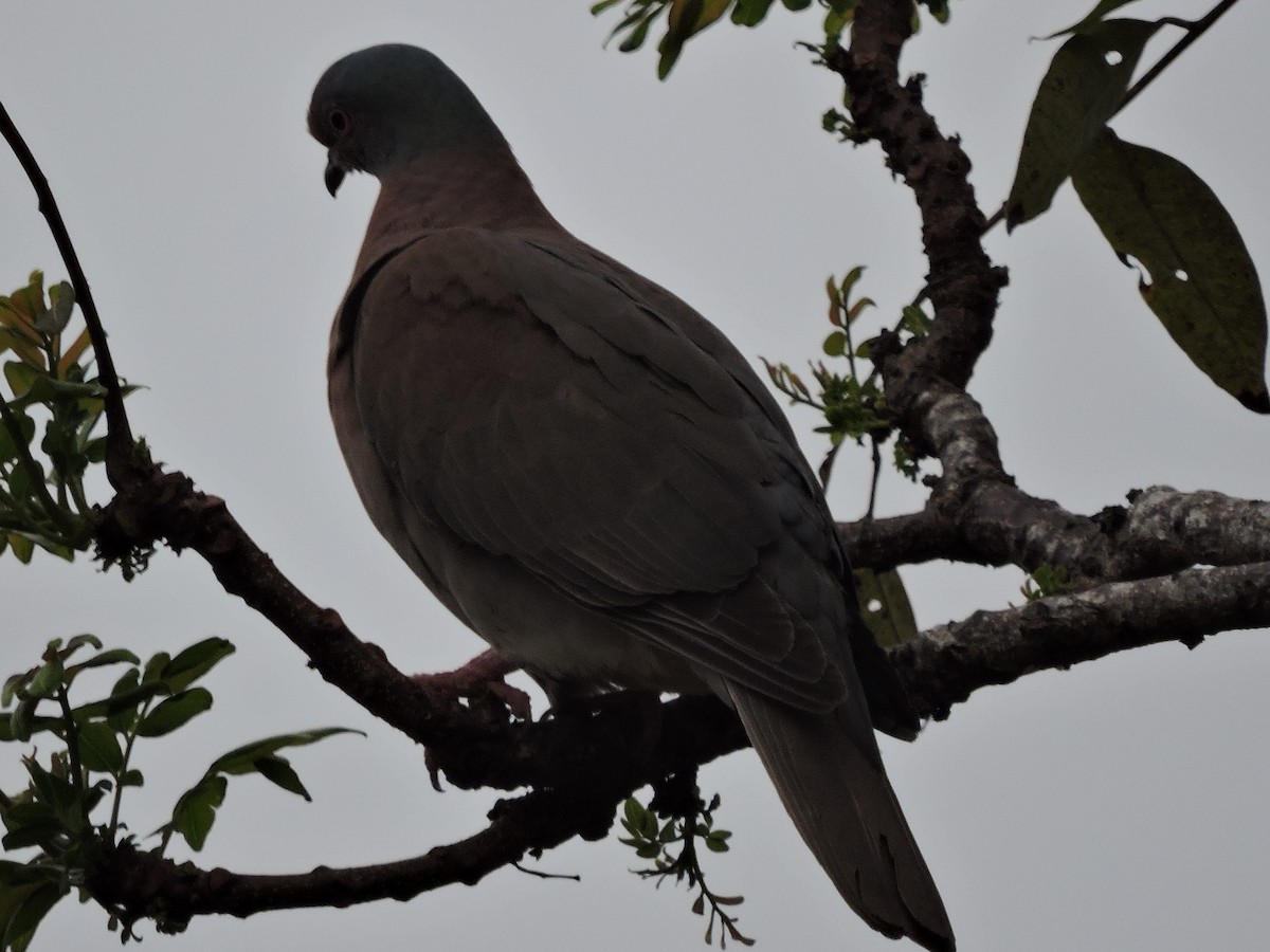 Pale-vented Pigeon - ML615553865