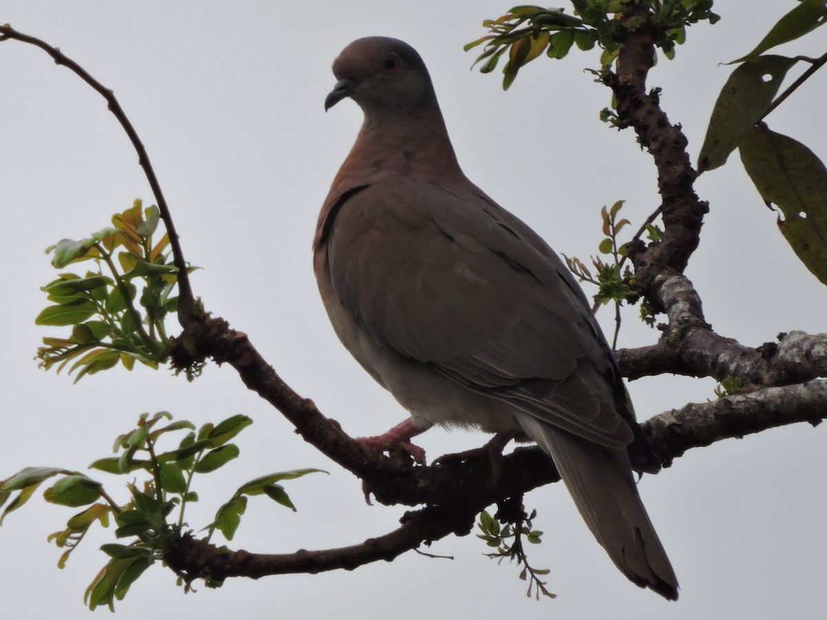 Pale-vented Pigeon - ML615553867