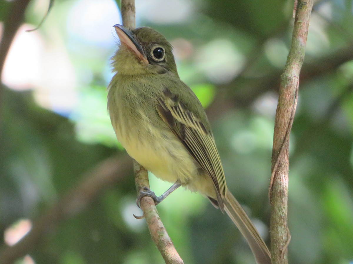 Western Olivaceous Flatbill - ML615553932
