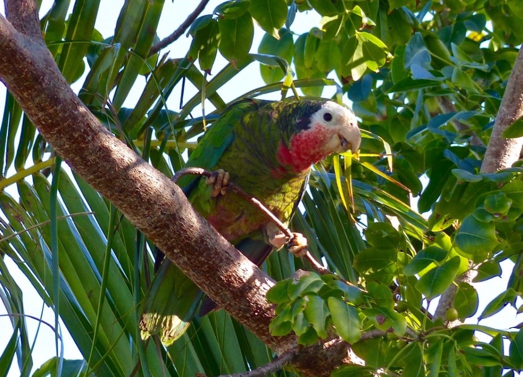 Cuban Parrot (Bahamas) - ML615554058