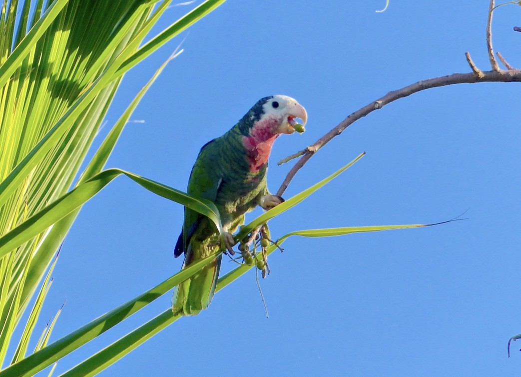 Cuban Parrot (Bahamas) - ML615554059