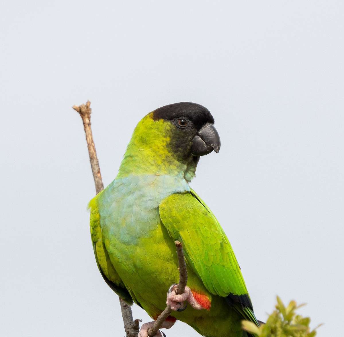 Nanday Papağanı - ML615554069