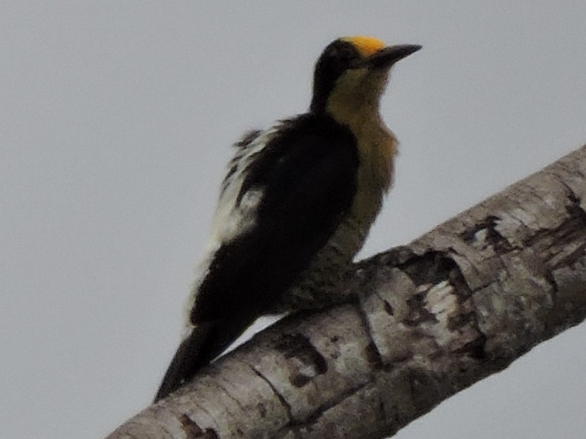 Golden-naped Woodpecker - ML615554085