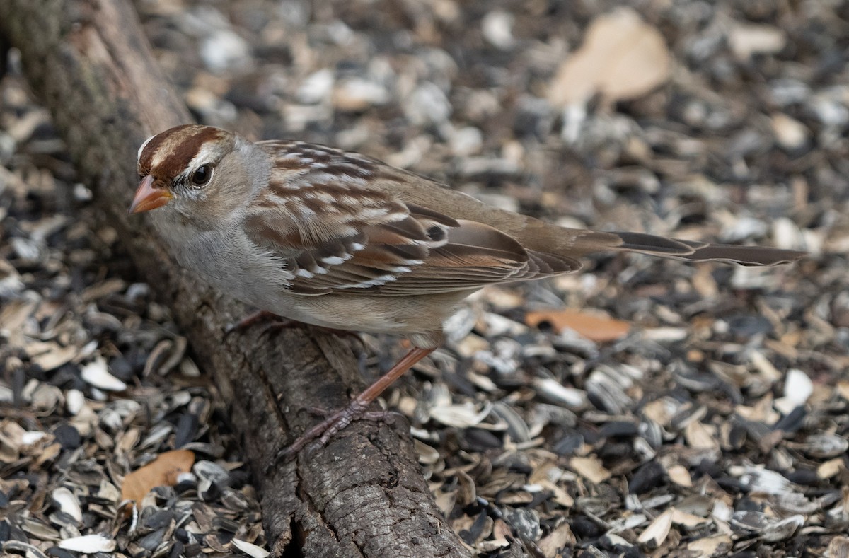 White-crowned Sparrow - ML615554108