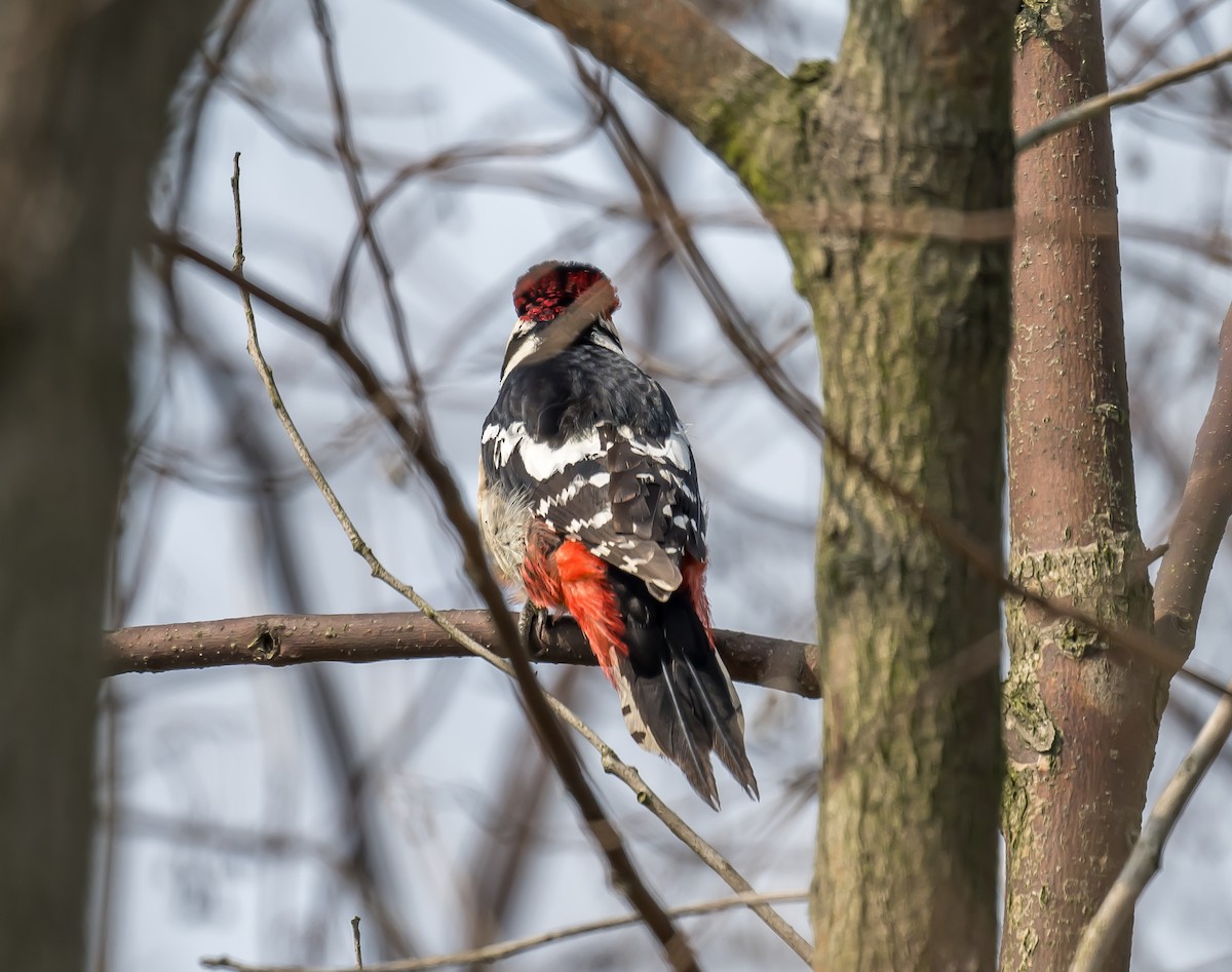 Great Spotted Woodpecker - ML615554169