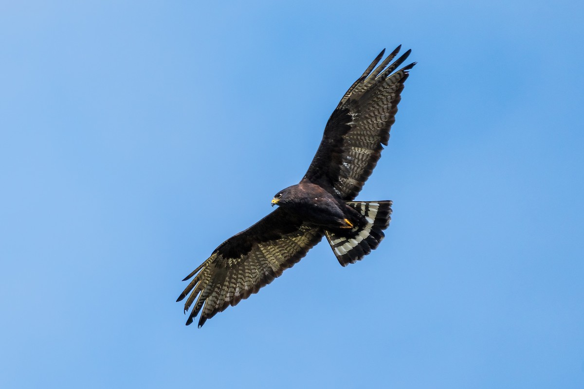 Zone-tailed Hawk - Rhonda Howard