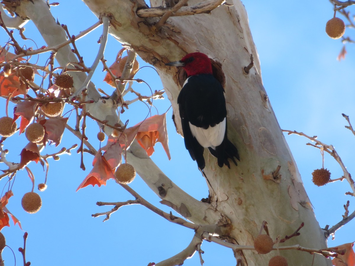 Red-headed Woodpecker - ML615554195