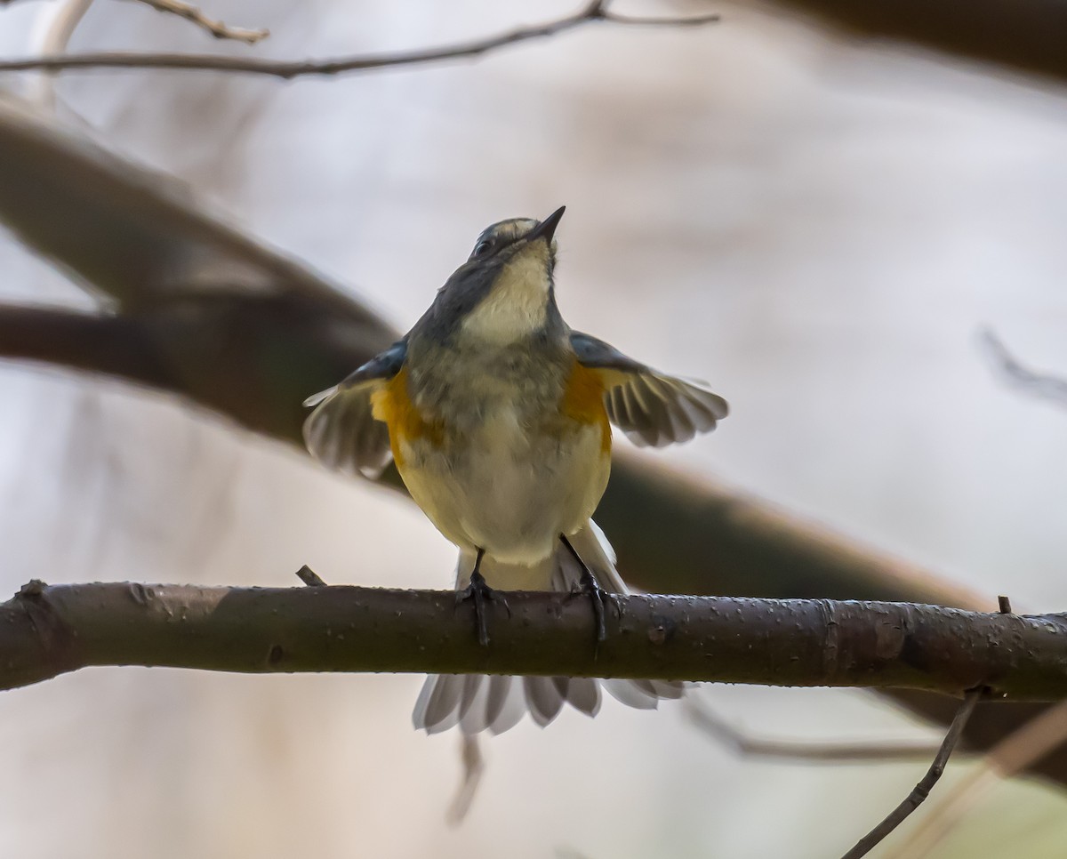 Red-flanked Bluetail - ML615554240