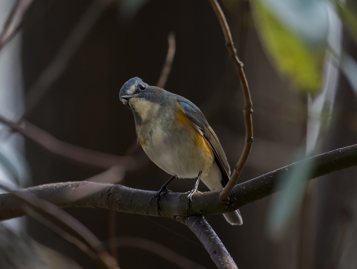 Red-flanked Bluetail - ML615554242