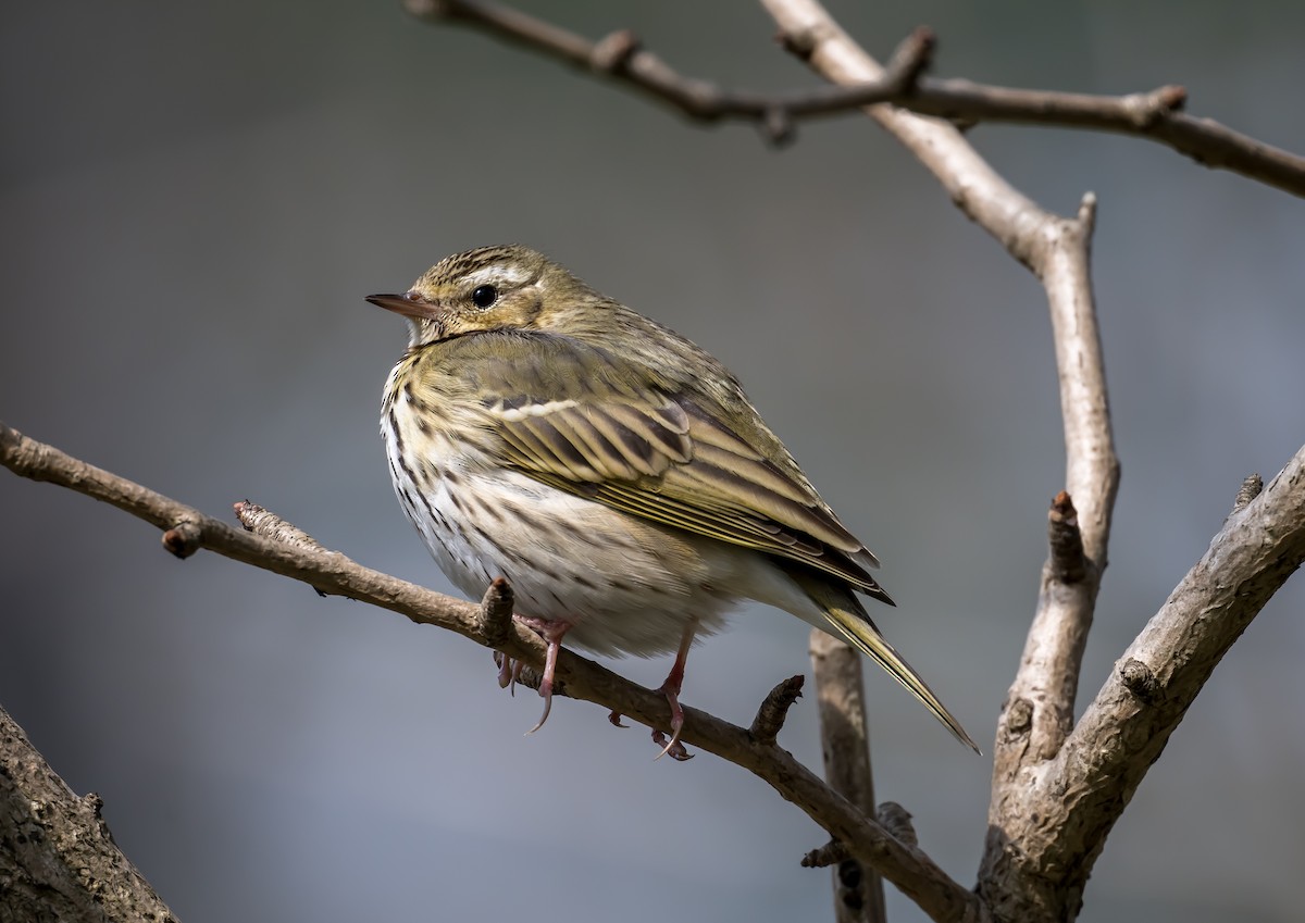 Olive-backed Pipit - ML615554261