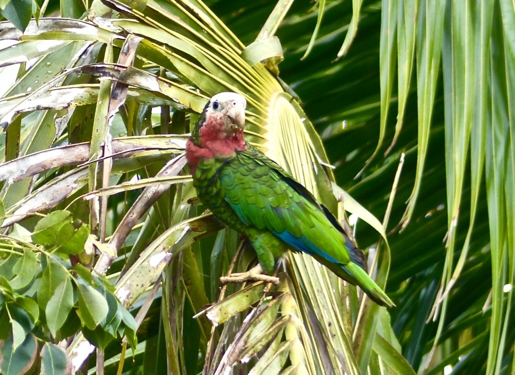 Cuban Parrot (Bahamas) - ML615554405