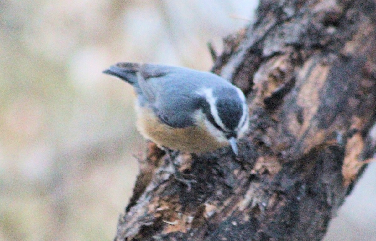 Red-breasted Nuthatch - ML615554428
