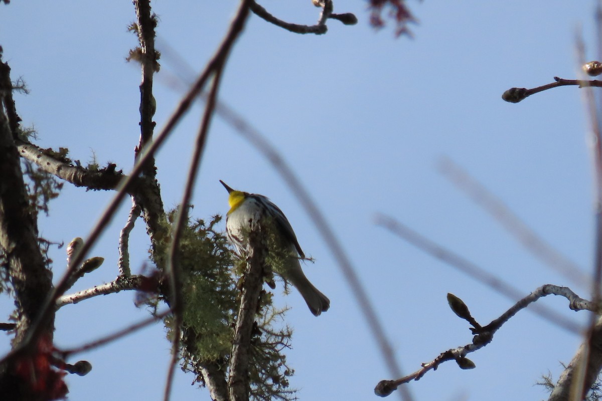 Yellow-throated Warbler - ML615554457