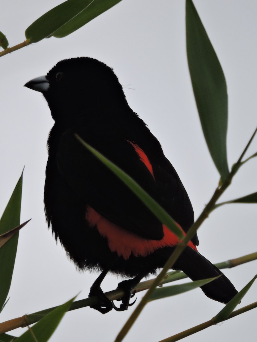 Scarlet-rumped Tanager (Cherrie's) - ML615554508