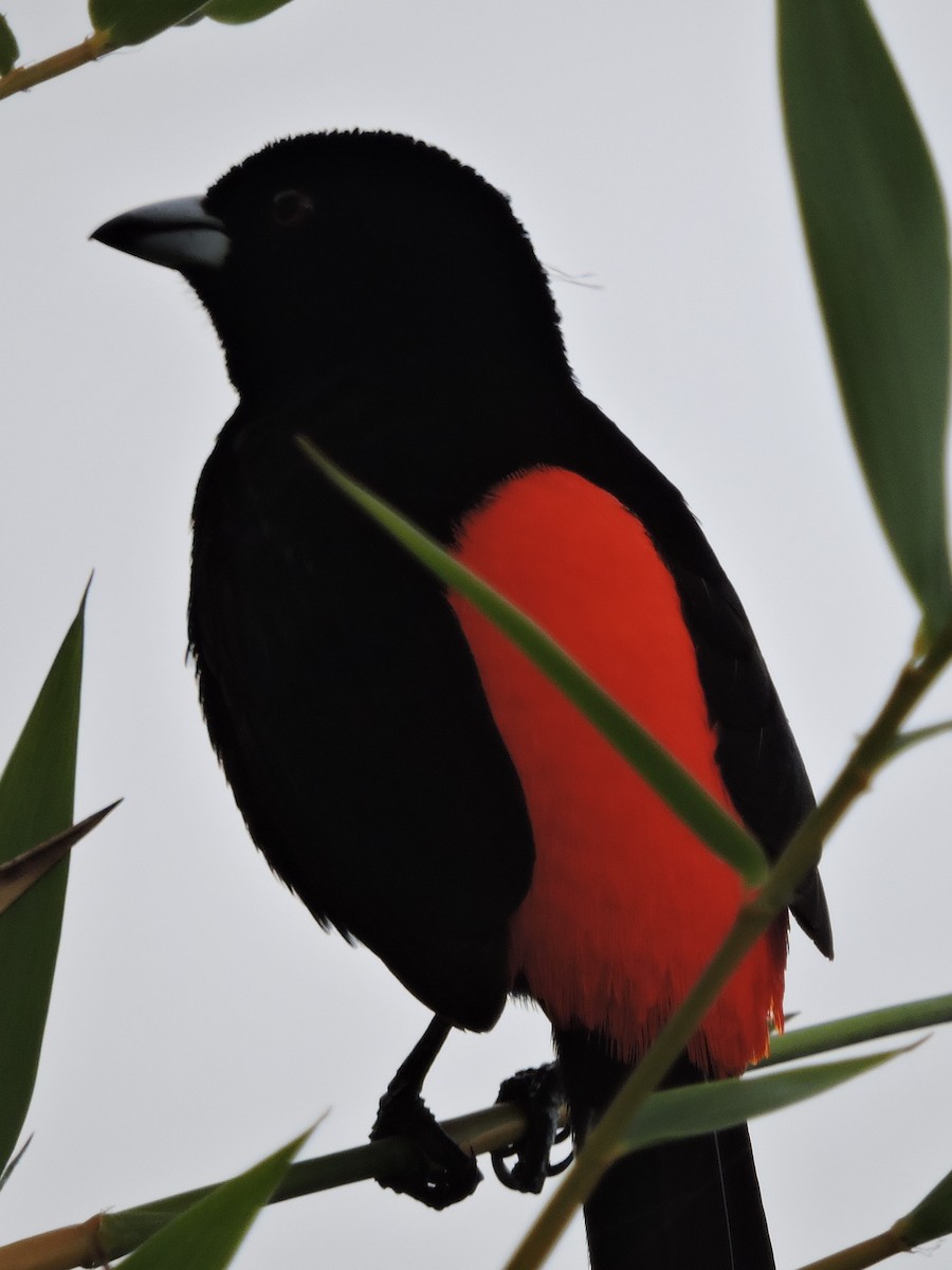 Scarlet-rumped Tanager (Cherrie's) - ML615554509